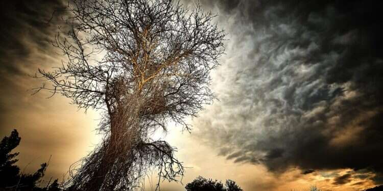 'עץ במושב מטע'. צילום: רובין (רני) טרי זאת תורת המשפחה: המשמעות העמוקה של ספר בראשית