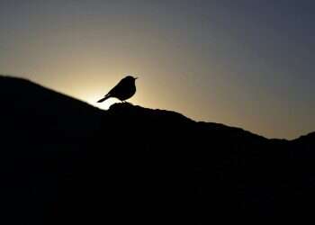 הוכרז הזוכה בתחרות צילום טבע עציוני