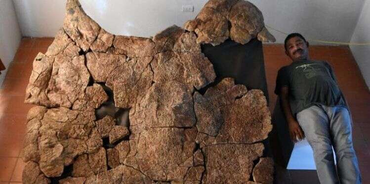 אדווין קדנה ליד שריון הצב. צילום: אוניברסיטת ציריך "גדול כמו מכונית": חוקרים גילו זן נדיר של צב ים ענק