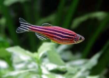 כך הפכו דגי הזברה לעכברי המעבדה החדשים