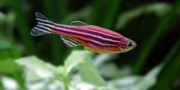 הכוכב החדש של עולם המחקר. דג זברה. צילום: שאטרסטוק כך הפכו דגי הזברה לעכברי המעבדה החדשים