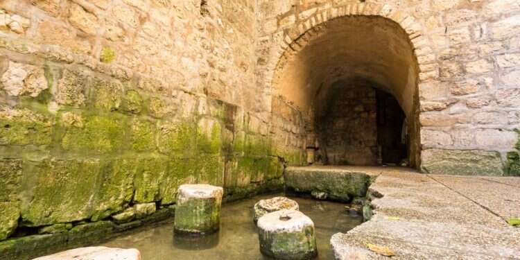 נקבת השילוח. צילום: שאטרסטוק צילום: שאטרסטוק