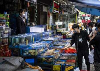 יחסם של הסינים לבעלי חיים הוא בעיה בינלאומית
