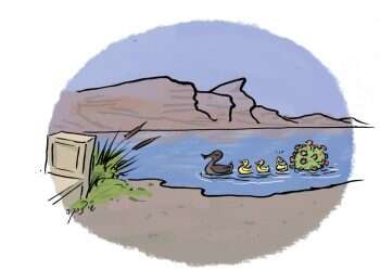 איור: שי צ'רקה