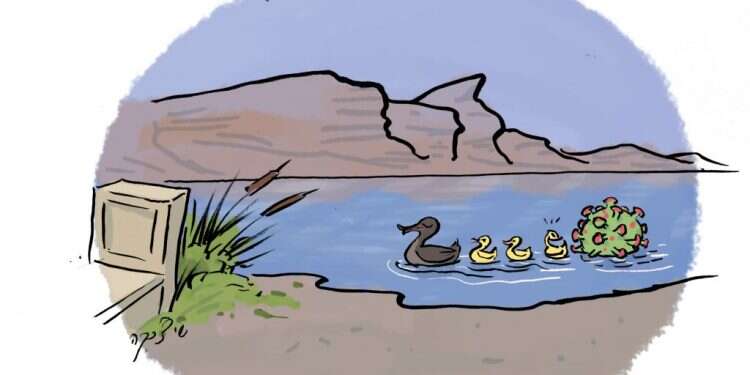 איור: שי צ'רקה