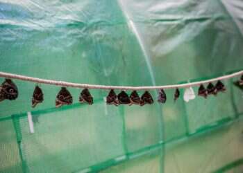 מאחורי הקלעים: על סצינת הסופרים הישראלים