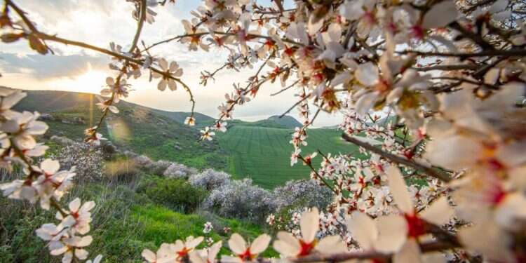 שקדיות ברמת הגולן. צילום: מאור קינסבורסקי, פלאש 90 דווקא בימי ההסגר: הטבע הוא התרופה הטובה ביותר