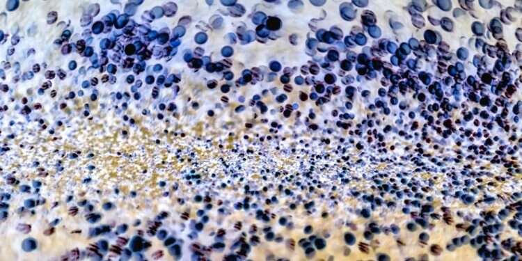 חיידקים תחת המיקרוסקופ. צילום: שאטרסטוק חמישה דברים שלא ידעתם על חיידקים