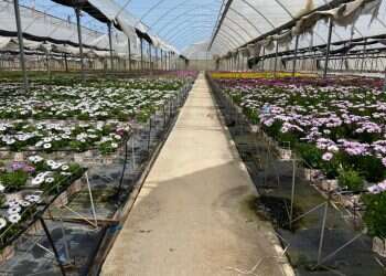 "עברתי פציעה וגירוש אבל לא אוכל לספוג הפסד של שלושה מיליון"