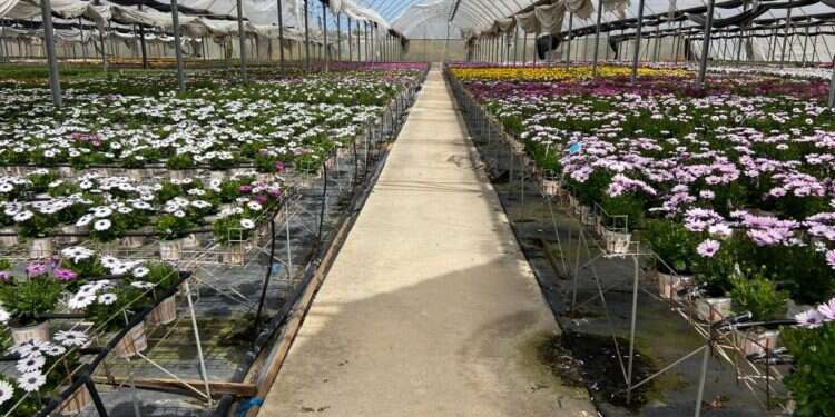 "עברתי פציעה וגירוש אבל לא אוכל לספוג הפסד של שלושה מיליון"