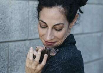 הוא זכאי: העטלף לא אשם בהפצת הקורונה