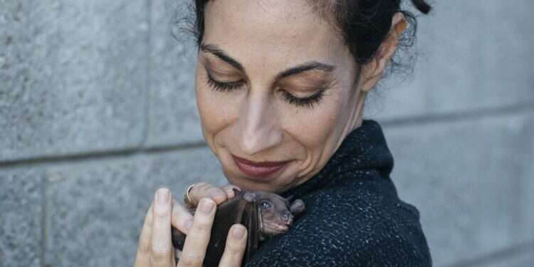 הוא זכאי: העטלף לא אשם בהפצת הקורונה