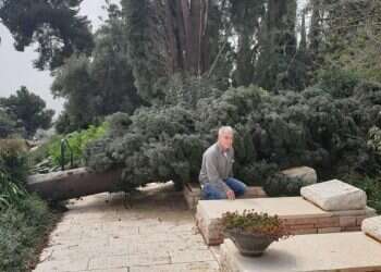 הברוש לא באמת לבד, יש אנשים טובים לצידו