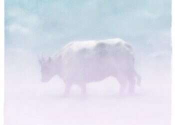 איור: מנחם הלברשטט