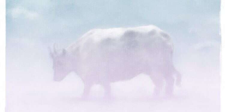 איור: מנחם הלברשטט איור: מנחם הלברשטט