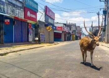 כשאין אנשים ברחובות: הטבע פולש גם למרכזי הערים