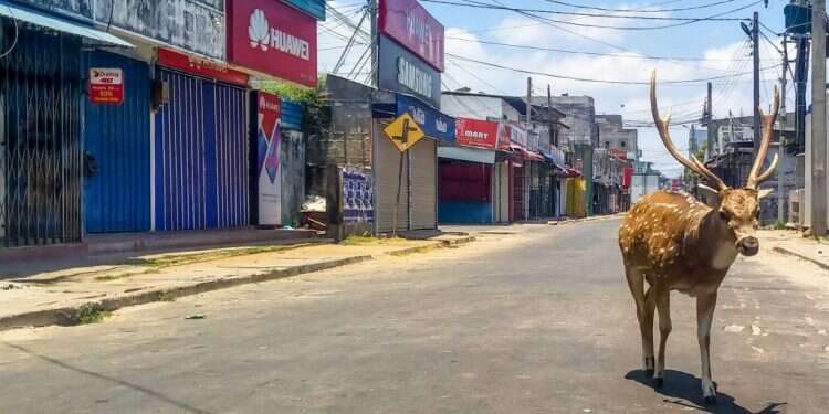 אייל פרא ברחובות טרינקומלי, בסרי-לנקה. צילום: AFP כשאין אנשים ברחובות: הטבע פולש גם למרכזי הערים