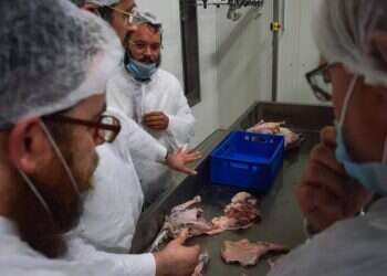 לאור מחסור משמעותי: הקהילה בהונגריה תספק עופות כשרים ליהודי אירופה