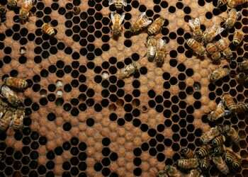 חמישה דברים שלא ידעתם על דבורים