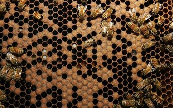 כוורת דבורים. צילום: מרים צחי חמישה דברים שלא ידעתם על דבורים