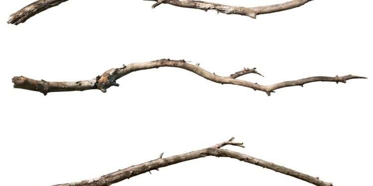 צילום: שאטרסטוק יכולתי לנצח ב-"3 מקלות", לולא אחי הגדול