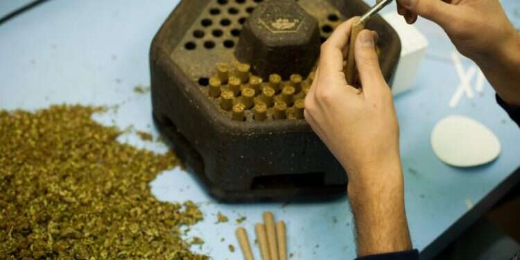 צריכה עצמית לא תיחשב עבירה פלילית. קנאביס. צילום: אריק סולטן צילום: אריק סולטן