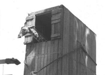 למצוא תשוקה ורגש גם בתוך עיר שתדמיתהּ מנוכרת