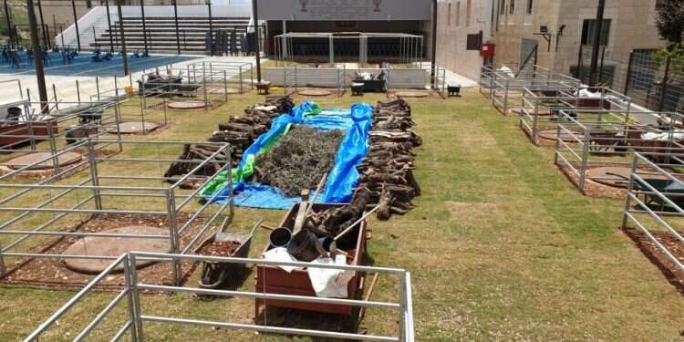 מצוות הפסח התבררה כחזקה יותר מכל מגפה עולמית