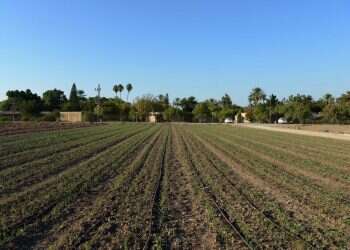 הברכה האלוהית הטמונה בנרקסיזם