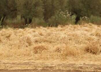 צילום: מרים צחי