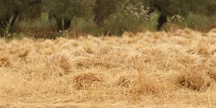 צילום: מרים צחי צילום: מרים צחי