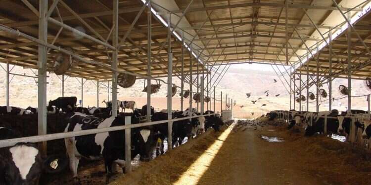 רפת בעמק איילון. צילום: מרים צחי עם רומנטיקה חקלאית ציונית לא הולכים למכולת