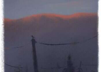 איור: מנחם הלברשטט