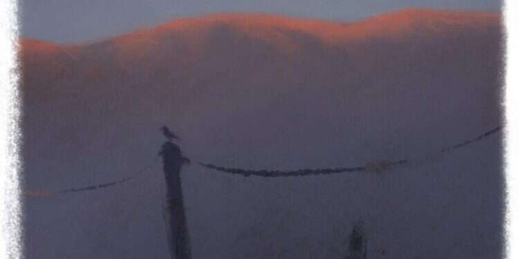 איור: מנחם הלברשטט איור: מנחם הלברשטט