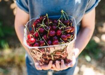 מגוון הצעות לבילוי משפחתי ברוח חג השבועות