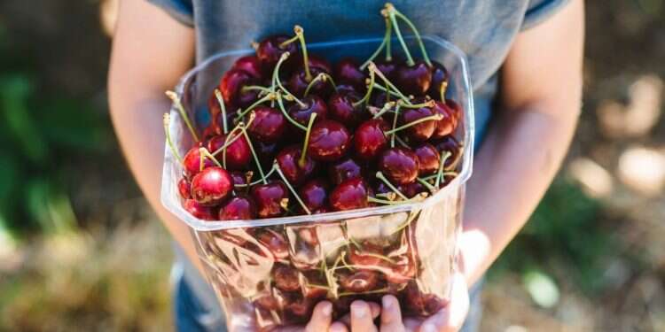 מגוון הצעות לבילוי משפחתי ברוח חג השבועות