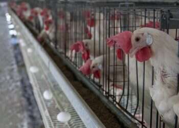 המח היהודי מתקשה לנבא את התיאבון הישראלי לביצים