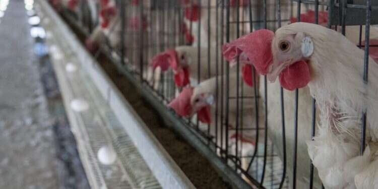 תאים קטנים ותנאים ירודים. תרנגולות ב המח היהודי מתקשה לנבא את התיאבון הישראלי לביצים