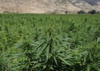 בבית המקדש לא עישנו קנביס