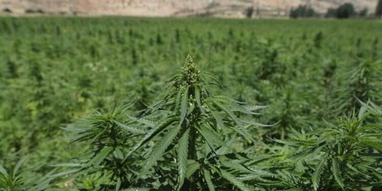 שדות קנאביס. צילום: AFP
 בבית המקדש לא עישנו קנביס