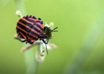 חמישה דברים שלא ידעתם על חרקים