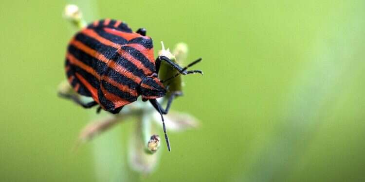 אנחנו צריכים אותם איתנו. צילום: AFP חמישה דברים שלא ידעתם על חרקים
