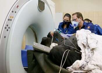 להציל את מקוקו הגורילה