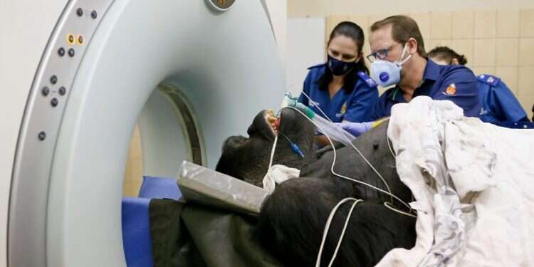 וטרינרים מכינים גורילה לבדיקת CT בפרטוריה שבדרום אפריקה, 6 ביוני 2020 | צילום: פיל מגקו, AFP להציל את מקוקו הגורילה