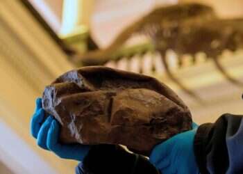 האם ביצה מאובנת בגודל כדורגל הייתה שייכת לדינוזאור מסתורי?