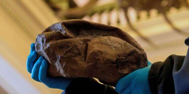 המאובן שהתגלה באנטארקטיקה. צילום: AFP האם ביצה מאובנת בגודל כדורגל הייתה שייכת לדינוזאור מסתורי?