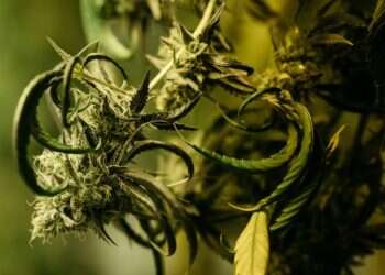 הצצה נדירה לתוך החממה השמורה ביותר במדינת ישראל