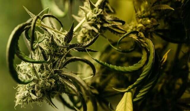 קוביות לגו בקומבינציות שונות. תפרחת קנאביס. צילום: אבישג שאר-ישוב הצצה נדירה לתוך החממה השמורה ביותר במדינת ישראל