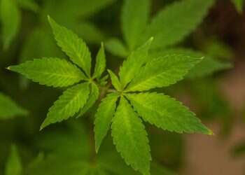 הצצה נדירה לתוך החממה השמורה ביותר במדינת ישראל