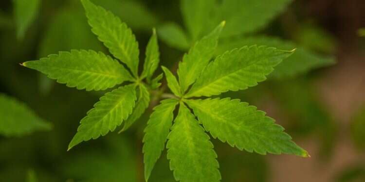 קנאביס. צילום: אבישג שאר-ישוב הצצה נדירה לתוך החממה השמורה ביותר במדינת ישראל